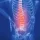 sciatica-patients-1 An x-ray style that shows the spine in red highlight inside a human body.