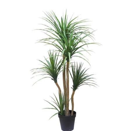 DRACAENA NP_28_155 ΥΨΟΣ 155cm