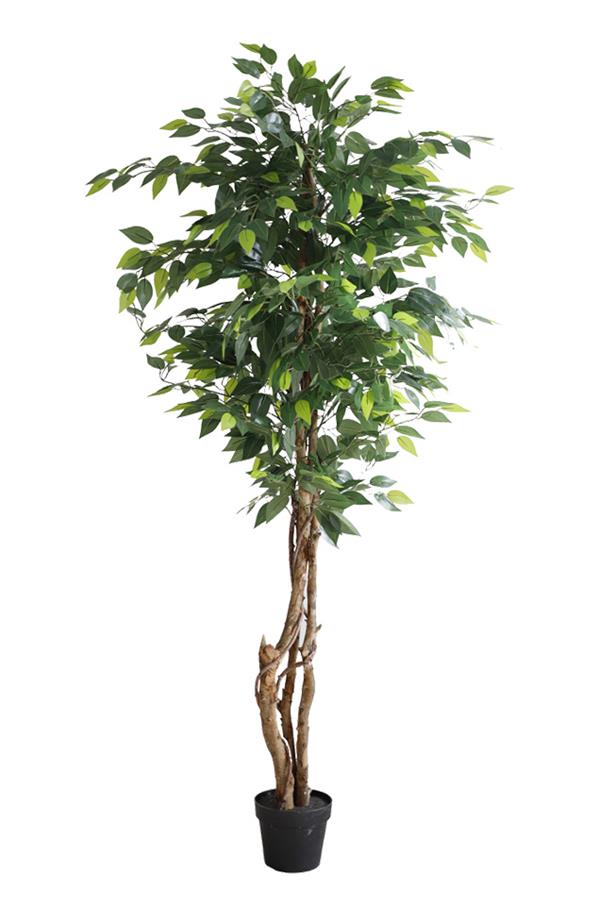 FICUS TREE NP5208_150   ΥΨΟΣ 150cm