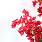 BOUGAINVILLEA  NP0422_170  ΥΨΟΣ 170cm
