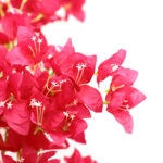 BOUGAINVILLEA  NP0422_170  ΥΨΟΣ 170cm