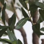 OLIVE TREE NP439_150 ΥΨΟΣ 150cm