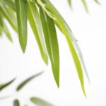 BAMBOO  NP6321_180_22  ΥΨΟΣ 180cm
