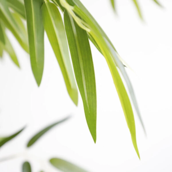 BAMBOO  NP6321_180_22  ΥΨΟΣ 180cm
