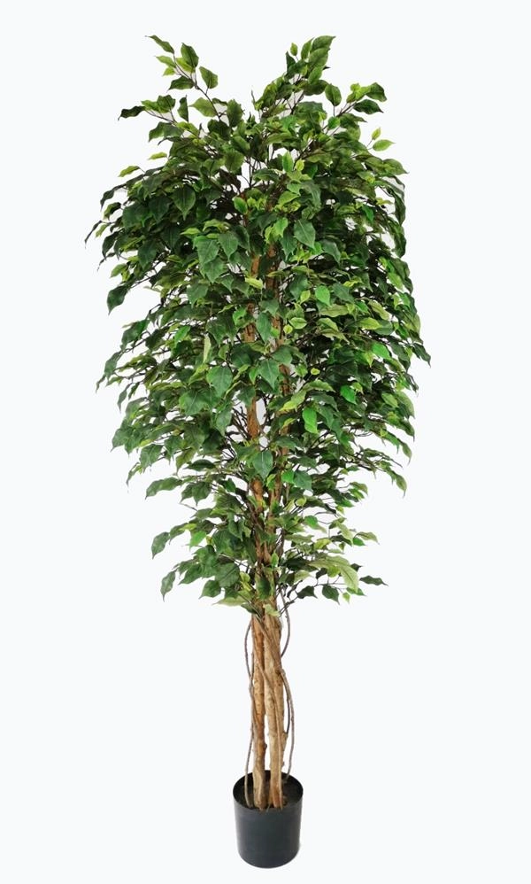 FICUS TREE NP230_210_UV  ΥΨΟΣ 210cm