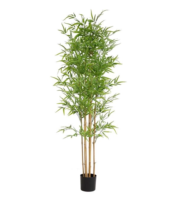BAMBOO  NP6321_180_22  ΥΨΟΣ 180cm