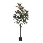 ΔΕΝΤΡΟ ΛΕΥΚΟ ΜΑΝΩΛΙΑ ΣΕ ΓΛΑΣΤΡΑ Υ155cm 2/ΚΙΒ