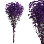 ΚΛΑΔΙ ΜΩΒ ΓΥΨΟΦΥΛΛΗ ΑΠΟΞΗΡΑΜΕΝΟ 6~10 ΤΜΧ/ΜΑΤΣΟ Υ70~80cm, 30~40cm ΤΟ ΑΝΘΟΣ- 120/ΚΙΒ