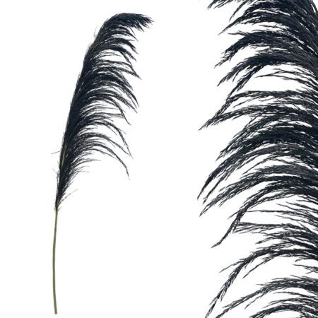 ΚΛΑΔΙ ΜΑΥΡΟ ΠΑΜΠΑΣ ΑΠΟΞΗΡΑΜΕΝΟ 1TMX Υ145~150cm