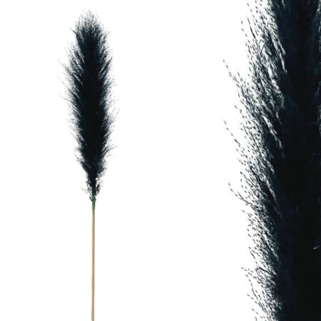 ΚΛΑΔΙ ΜΑΥΡΟ ΠΑΜΠΑΣ ΑΠΟΞΗΡΑΜΕΝΟ 10TMX/ΜΑΤΣΟ Y140~150cm