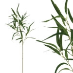 ΚΛΑΔΙ ΠΡΑΣΙΝΑΔΑΣ ΕΛΙΑ REAL TOUCH ΑΝΟΙΧΤΟ ΠΡΑΣΙΝΟ ΜΕ 6 ΚΛΑΔΙΑ - Υ94cm 24/432ΚΙΒ