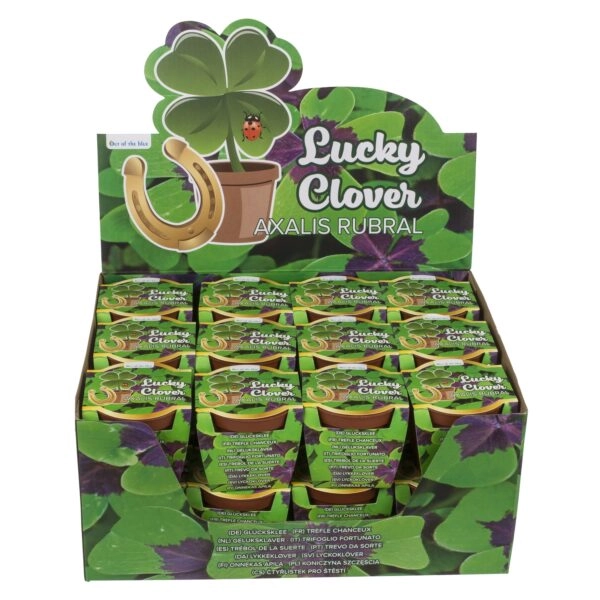 Τυχερό Τετράφυλλο Τριφύλλι Σε Πλαστική Γλάστρα