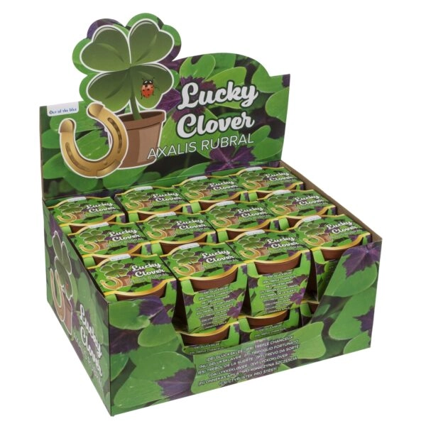 Τυχερό Τετράφυλλο Τριφύλλι Σε Πλαστική Γλάστρα