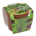 Τυχερό Τετράφυλλο Τριφύλλι Σε Πλαστική Γλάστρα