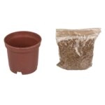 Τυχερό Τετράφυλλο Τριφύλλι Σε Πλαστική Γλάστρα