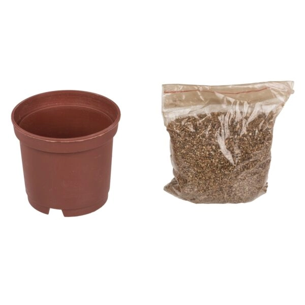 Τυχερό Τετράφυλλο Τριφύλλι Σε Πλαστική Γλάστρα