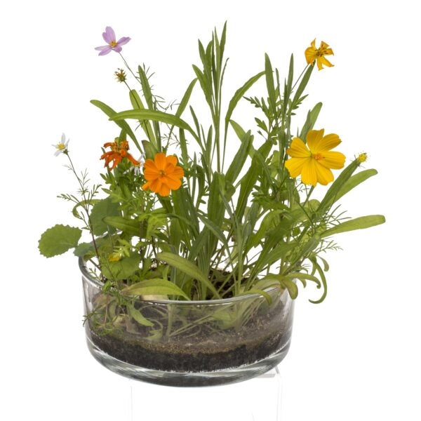 Λουλούδια Σε Κονσέρβα