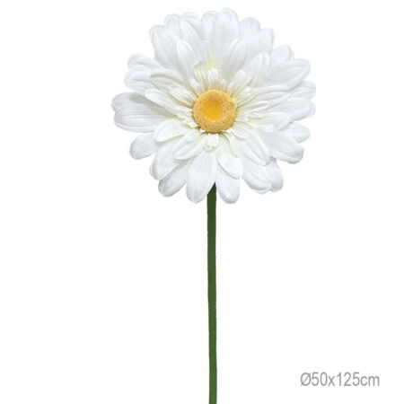 ΚΛΑΔΙ ΜΑΡΓΑΡΙΤΑ ΛΕΥΚΟ ΓΙΓΑΣ - Φ50x125cm 24/ΚΙΒ
