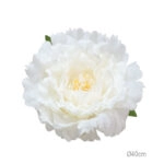 ΚΡΕΜΑΣΤΟ ΑΝΘΟΣ ΠΑΙΩΝΙΑ ΛΕΥΚΟ ΓΙΓΑΣ - Φ40cm 6/ΚΙΒ