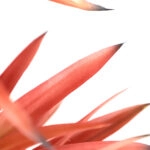 SISAL TREE  NP_811_140  ΥΨΟΣ 140cm NewPlan