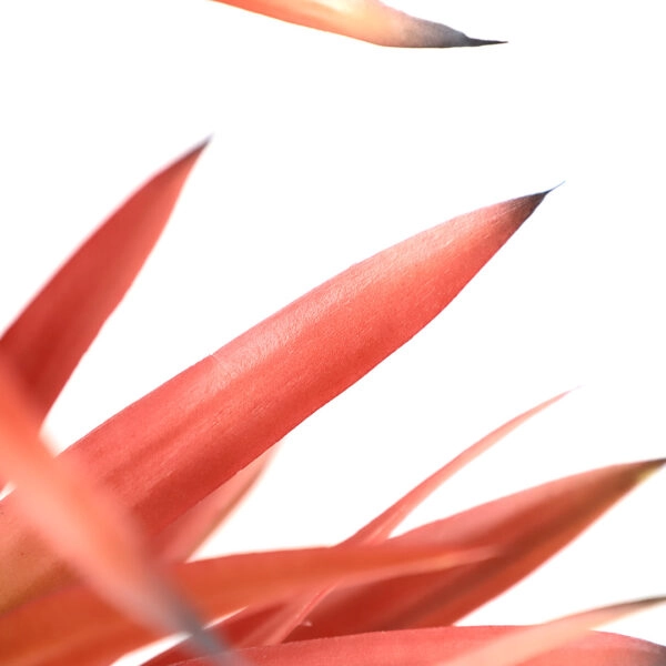 SISAL TREE  NP_811_140  ΥΨΟΣ 140cm NewPlan