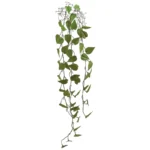 ΚΛΑΔΙ ΚΡΕΜΑΣΤΟ ΜΟΝΣΤΕΡΑ ΚΑΦΕ/ΠΡΑΣΙΝΟ - Y125cm 36/144ΚΙΒ