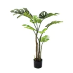 ΔΕΝΤΡΟ ΜΟΝΣΤΕΡΑ ΠΡΑΣΙΝΟ ΣΕ ΓΛΑΣΤΡΑ - Y105cm 4/KIB