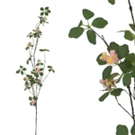 ΚΛΑΔΙ ΨΙΛΟΛΟΥΛΟΥΔΟ ΡΟΖ - Υ116cm 24/240ΚΙΒ