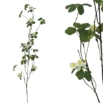 ΚΛΑΔΙ ΨIΛΟΛΟΥΛΟΥΔΟ ΛΕΥΚΟ - Y116cm 24/240KIB