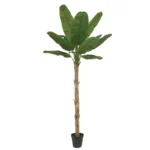 ΔΕΝΤΡΟ ΜΠΑΝΑΝΙΑ REAL TOUCH ΣΕ ΚΑΣΠΩ - Υ300cm 1/2ΚΙΒ