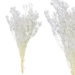 ΚΛΑΔΙ ΛΕΥΚΟ ΓΥΨΟΦΥΛΛΗ ΑΠΟΞΗΡΑΜΕΝΟ 6~10 ΤΜΧ/ΜΑΤΣΟ Υ60~70cm, 30~40cm ΤΟ ΑΝΘΟΣ-120/ΚΙΒ