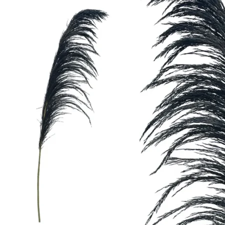 ΚΛΑΔΙ ΜΑΥΡΟ ΠΑΜΠΑΣ ΑΠΟΞΗΡΑΜΕΝΟ 1TMX Υ145~150cm