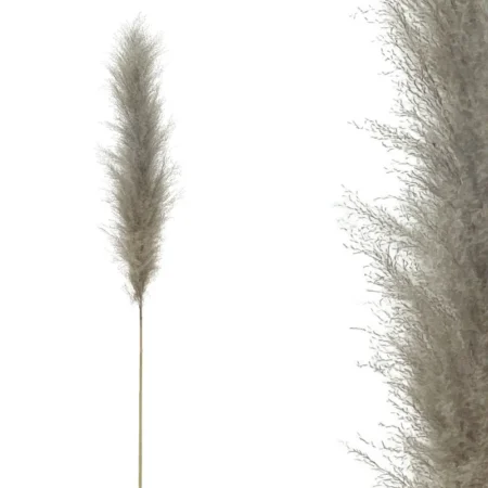 ΚΛΑΔΙ ΓΚΡΙ ΦΥΣΙΚΟ ΠΑΜΠΑΣ ΑΠΟΞΗΡΑΜΕΝΟ 1TMX Y140~150cm