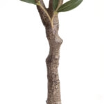 OLIVE TREE NP439_150  ΥΨΟΣ 150cm NewPlan