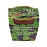 Τυχερό Τετράφυλλο Τριφύλλι Σε Πλαστική Γλάστρα