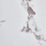 COCOA ΤΡΑΠΕΖΙ ΑΣΠΡΟ ΜΑΡΜΑΡΟ 80x80x75cm