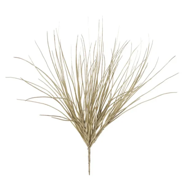 ΡΙΖΑ ΧΡΥΣΟ ΓΚΡΑΣΣ ΚΡΕΜΜΥΔΙΟΥ - Φ30x50cm 12/96ΚΙΒ