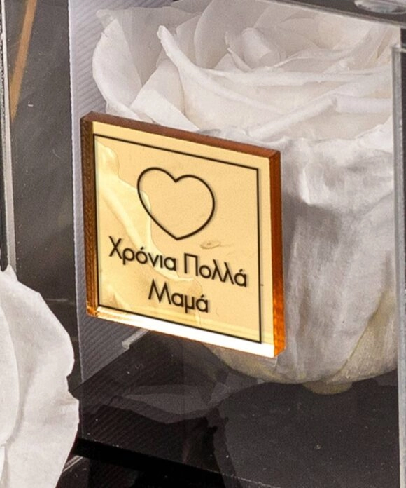 Παντοντινό Αποχυμωμένο Τριαντάφυλλο σε λευκό χρώμα
