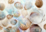 Πινακας σε καμβά GRUNGE SHELLS