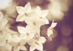 Πινακας σε καμβά JASMINE