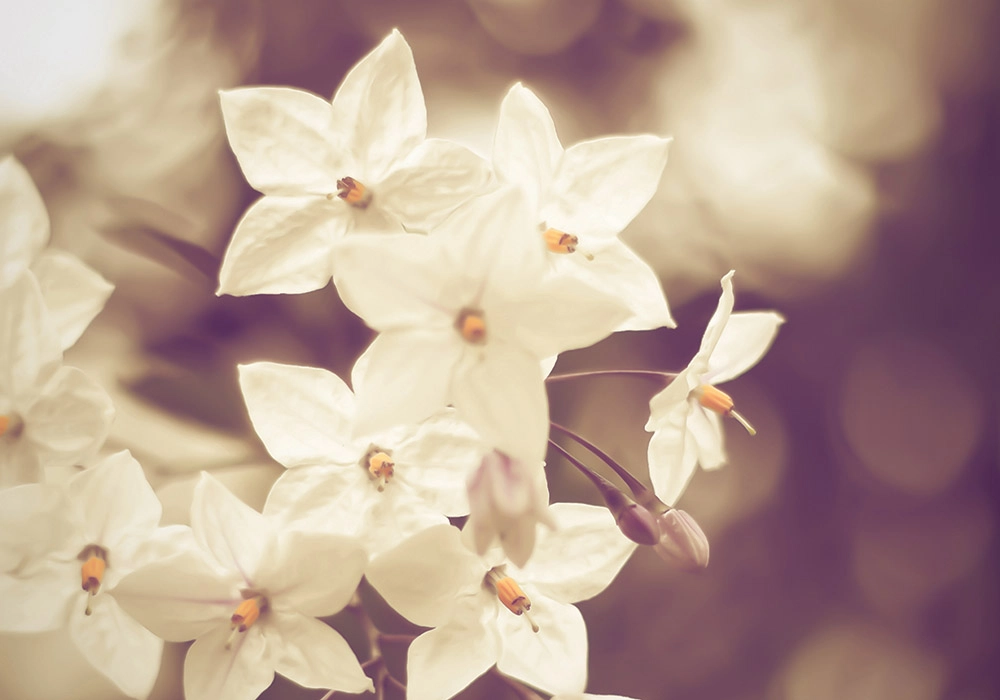 Πινακας σε καμβά JASMINE