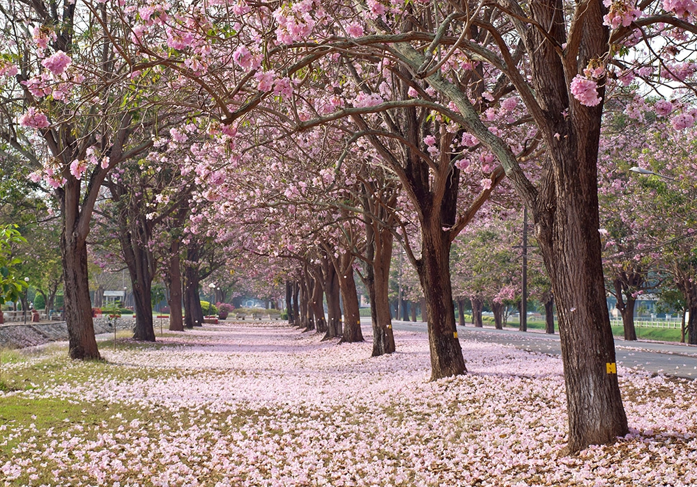 Πινακας σε καμβά PINK TRUMPET