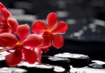 Πινακας σε καμβά RED ORCHID