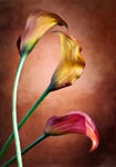 Πινακας σε καμβά ELEGANT FLOWERS