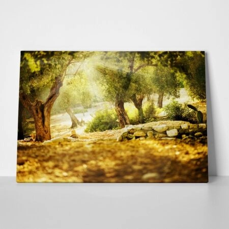 Πινακας σε καμβά OLIVE TREES 2 - Υπαιθρος Sticky 1