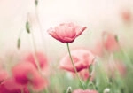 Πινακας σε καμβά POPPY
