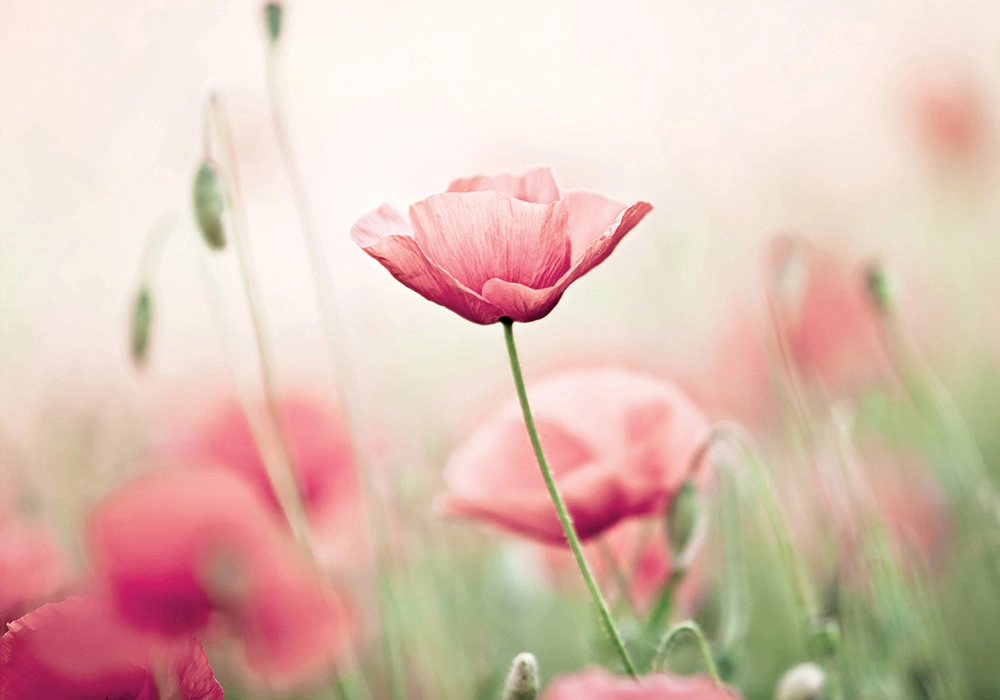 Πινακας σε καμβά POPPY