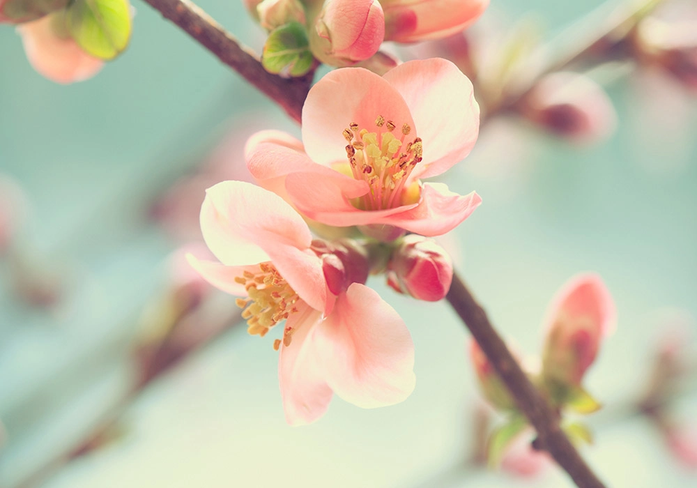 Πινακας σε καμβά SPRING BLOSSOM