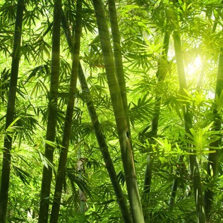 Πινακας σε καμβά BAMBOO 1 - Δασος Sticky 4