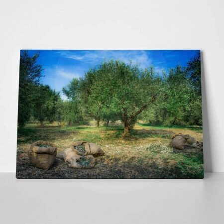 Πινακας σε καμβά HARVESTED OLIVES IN SACKS